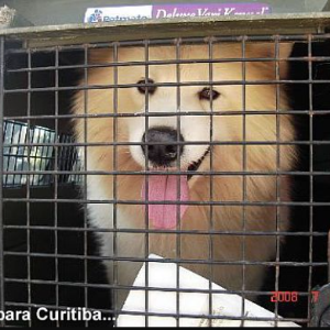 Taxi dog